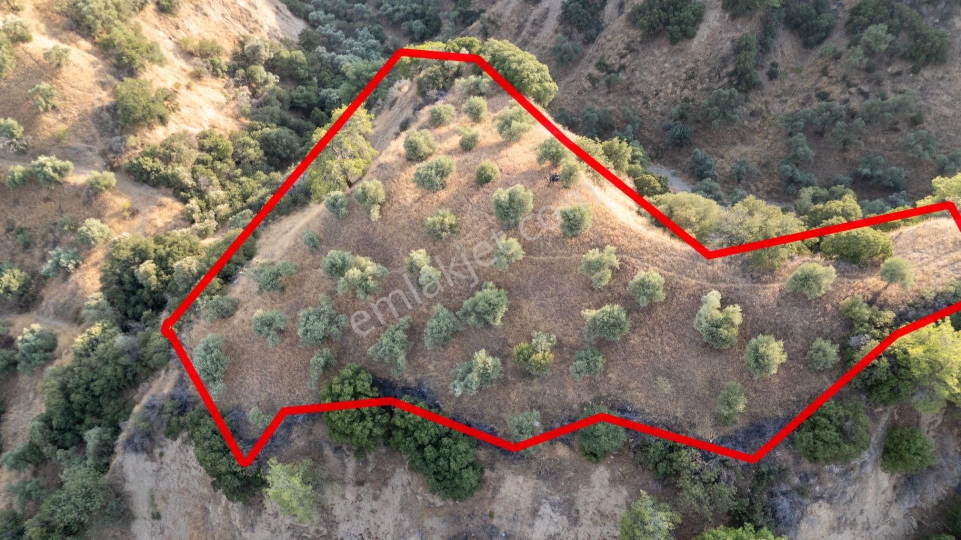 Sultanhisar Atça Mahallesinde Satılık 11 Dönüm Zeytinlik