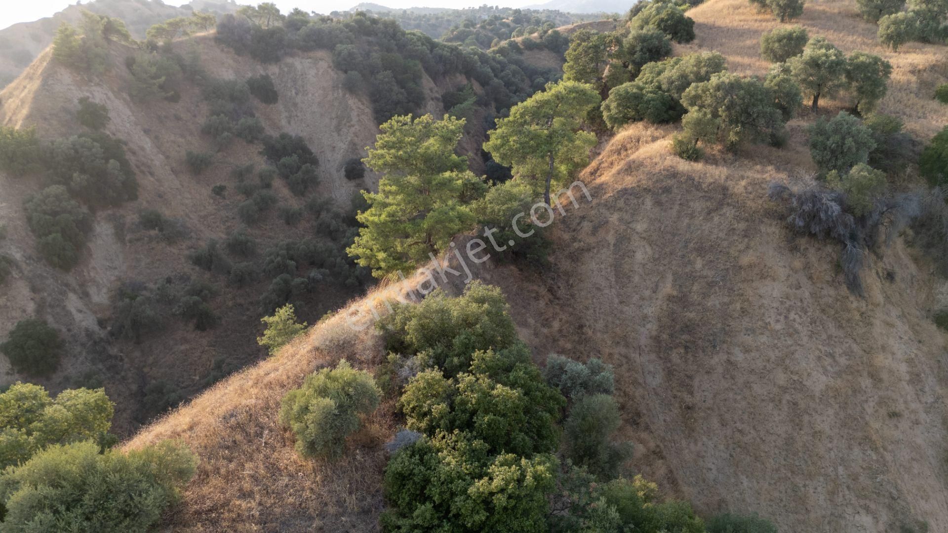 Sultanhisar Atça Mahallesinde Satılık 11 Dönüm Zeytinlik - Görsel 12