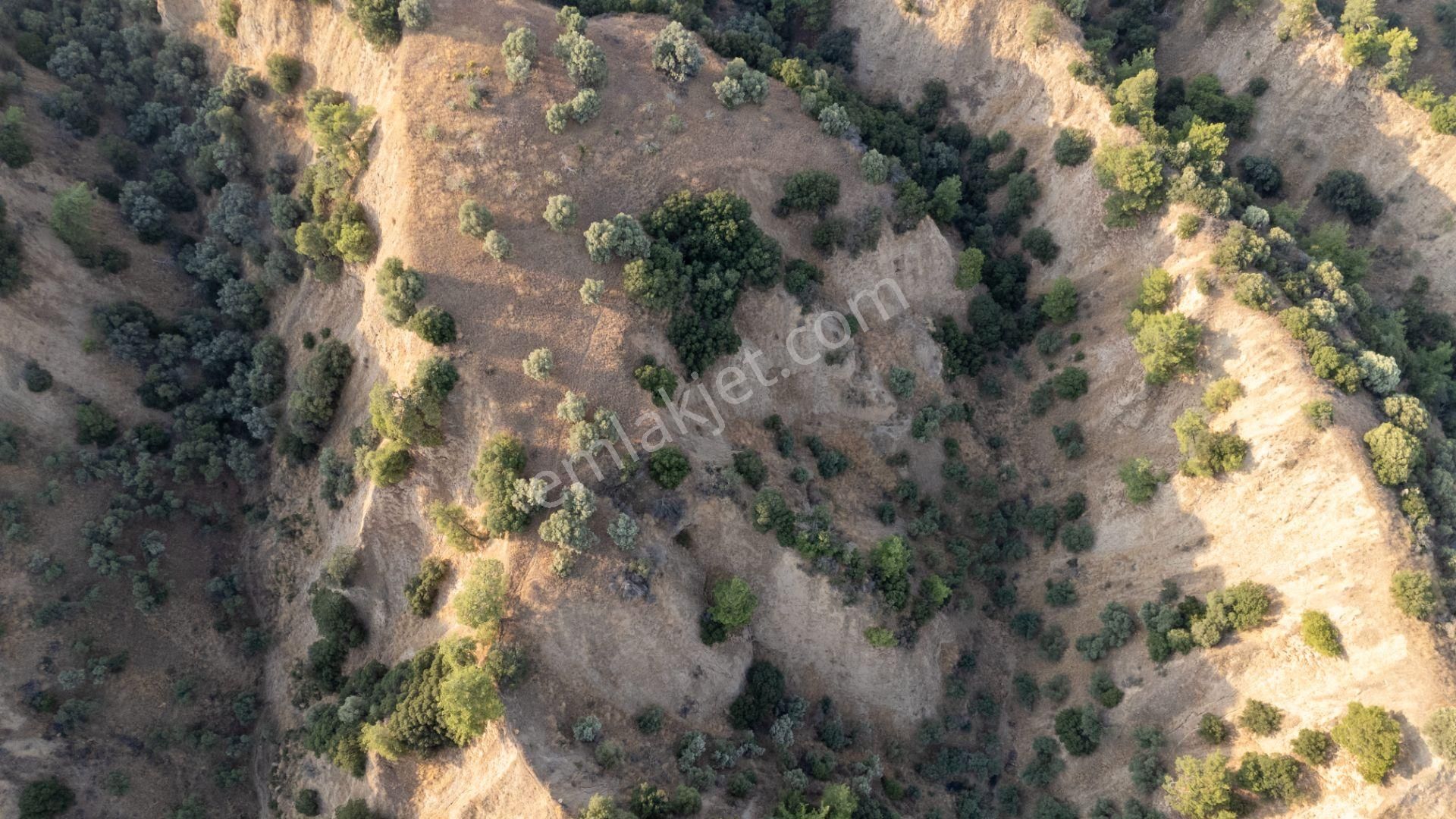 Sultanhisar Atça Mahallesinde Satılık 11 Dönüm Zeytinlik - Görsel 2