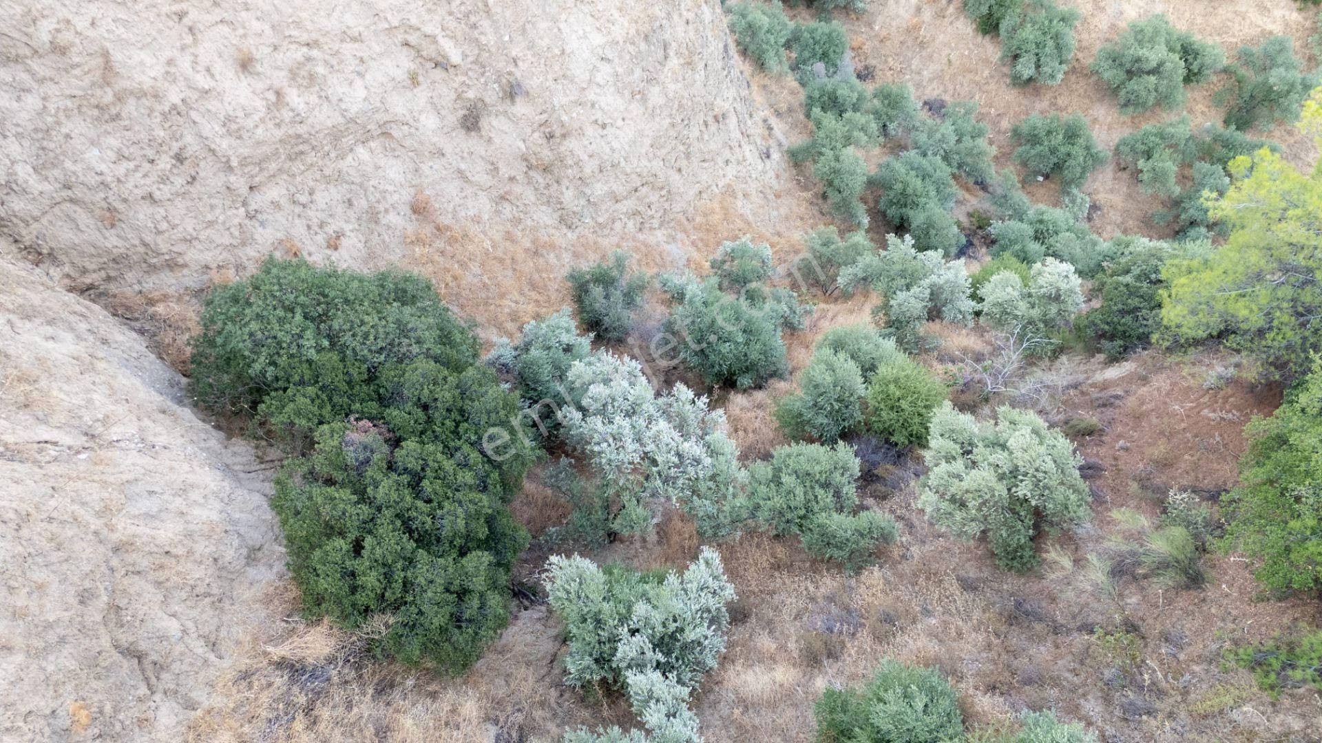 Sultanhisar Atça Mahallesinde Satılık 11 Dönüm Zeytinlik - Görsel 14