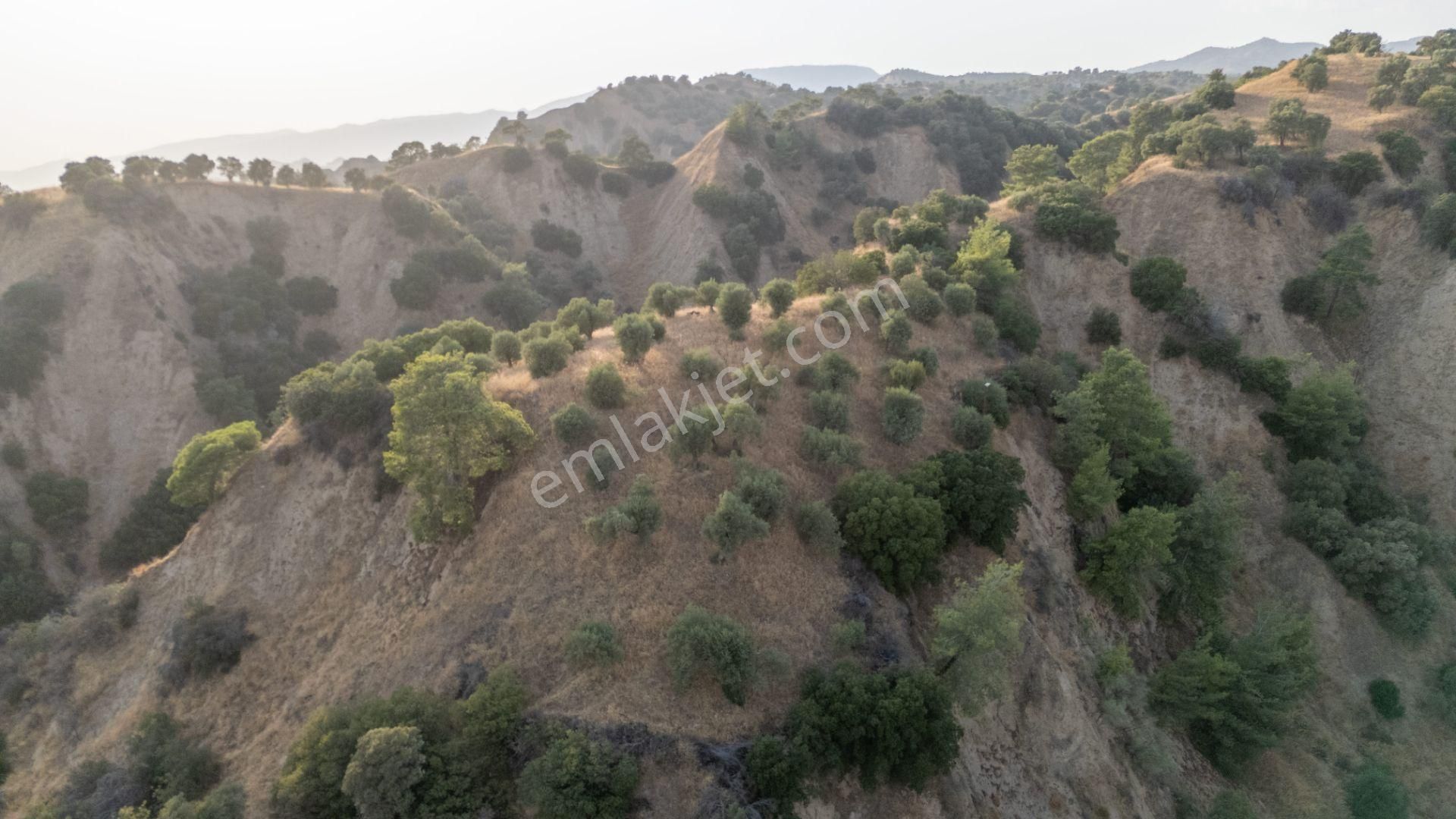 Sultanhisar Atça Mahallesinde Satılık 11 Dönüm Zeytinlik - Görsel 7