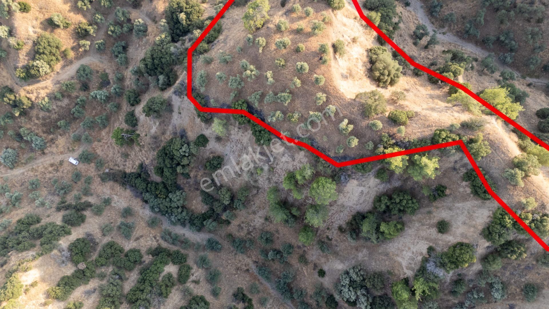 Sultanhisar Atça Mahallesinde Satılık 11 Dönüm Zeytinlik - Görsel 15