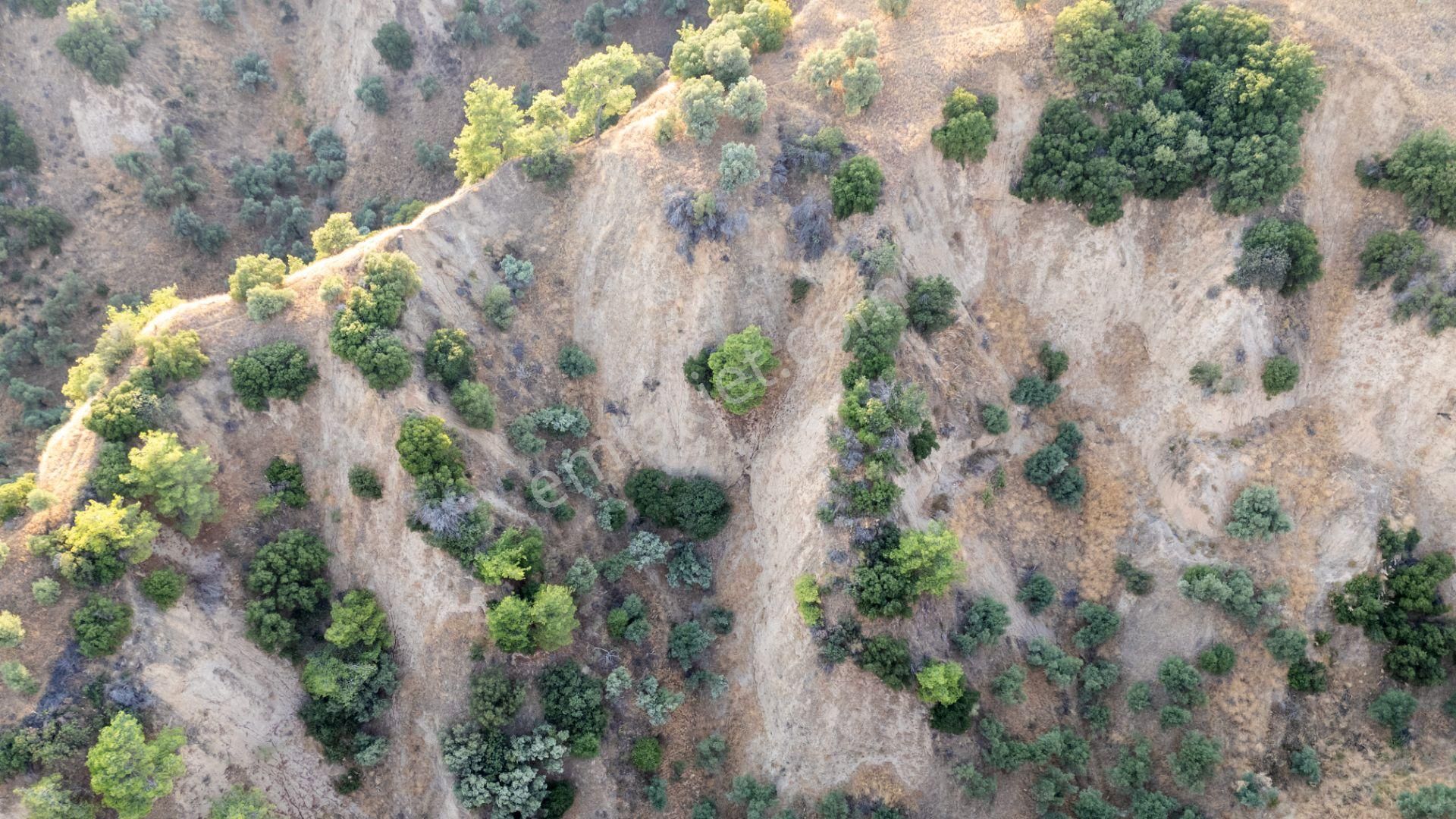 Sultanhisar Atça Mahallesinde Satılık 11 Dönüm Zeytinlik - Görsel 4