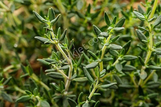 Denizli Bekilli Sırıklı'da 2.047 M2 Köy Yakını Güzel Yatırımlık Uygun Bağ. Açıklamayı Okuyunuz. - Görsel 2