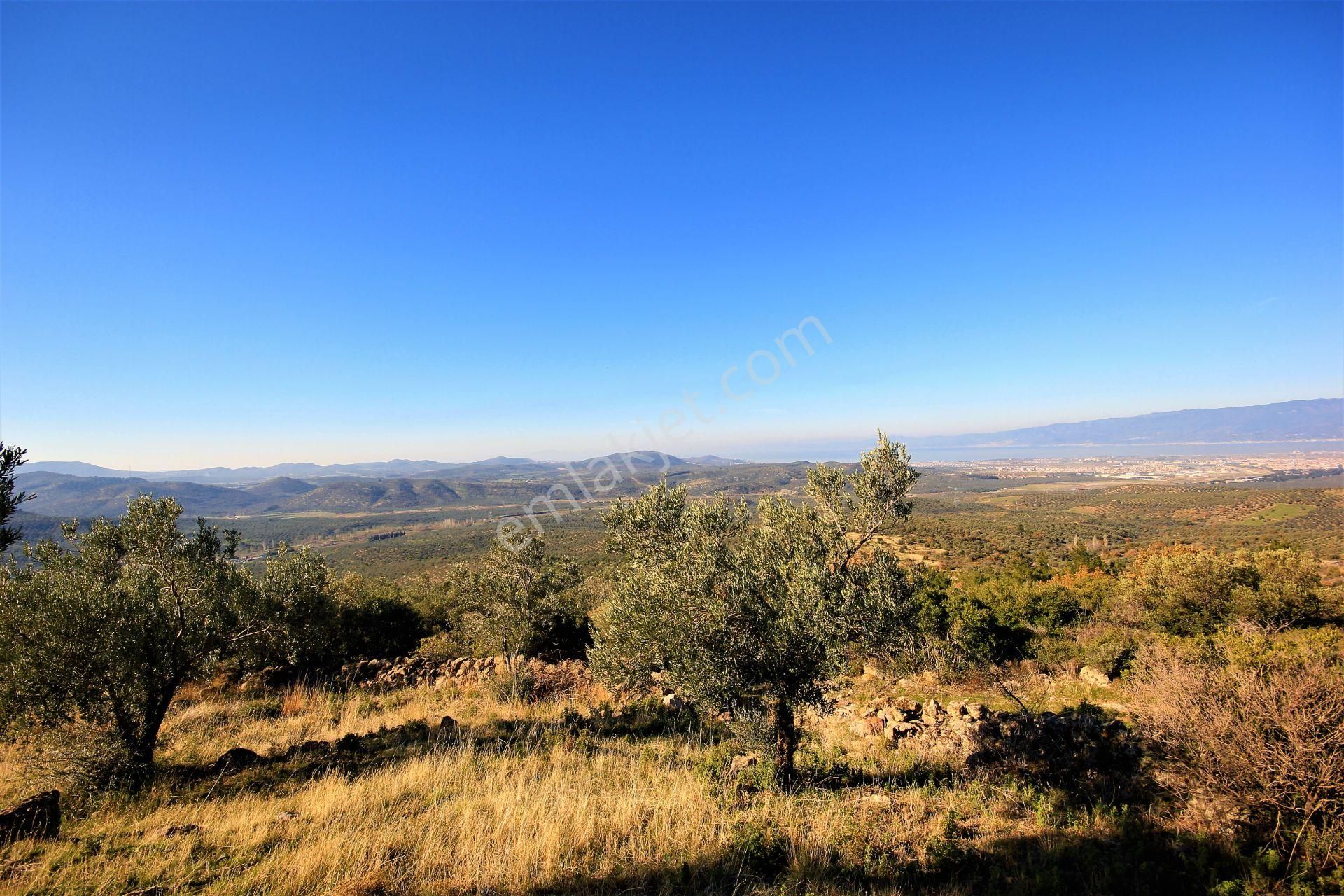 🌿 Aktiften Burhaniye Bahadınlı'da Kadastrolu Yola Cephe 25.120m2 Zeytinlik 🌿 - Görsel 22