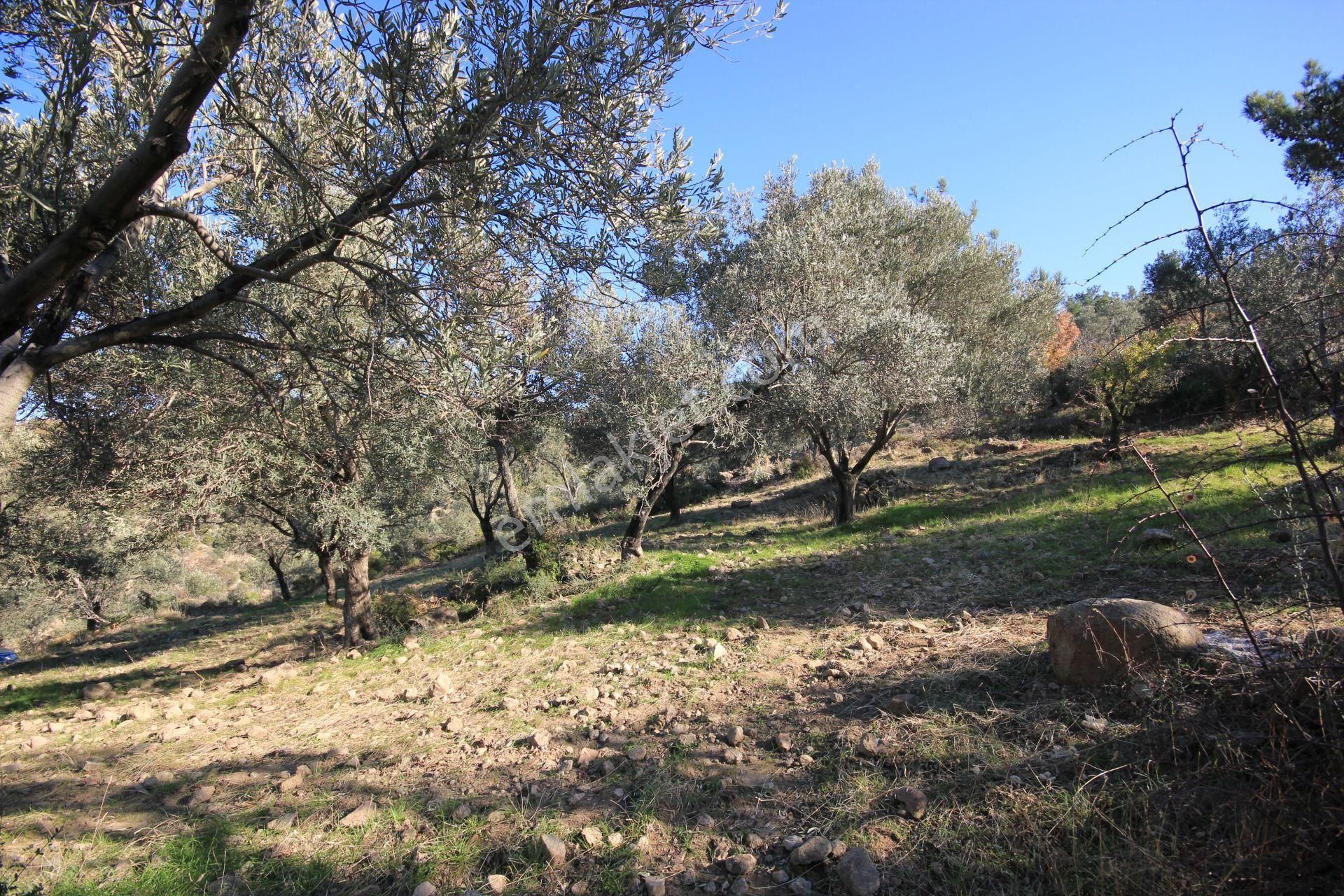 🌿 Aktiften Burhaniye Bahadınlı'da Kadastrolu Yola Cephe 25.120m2 Zeytinlik 🌿 - Görsel 31