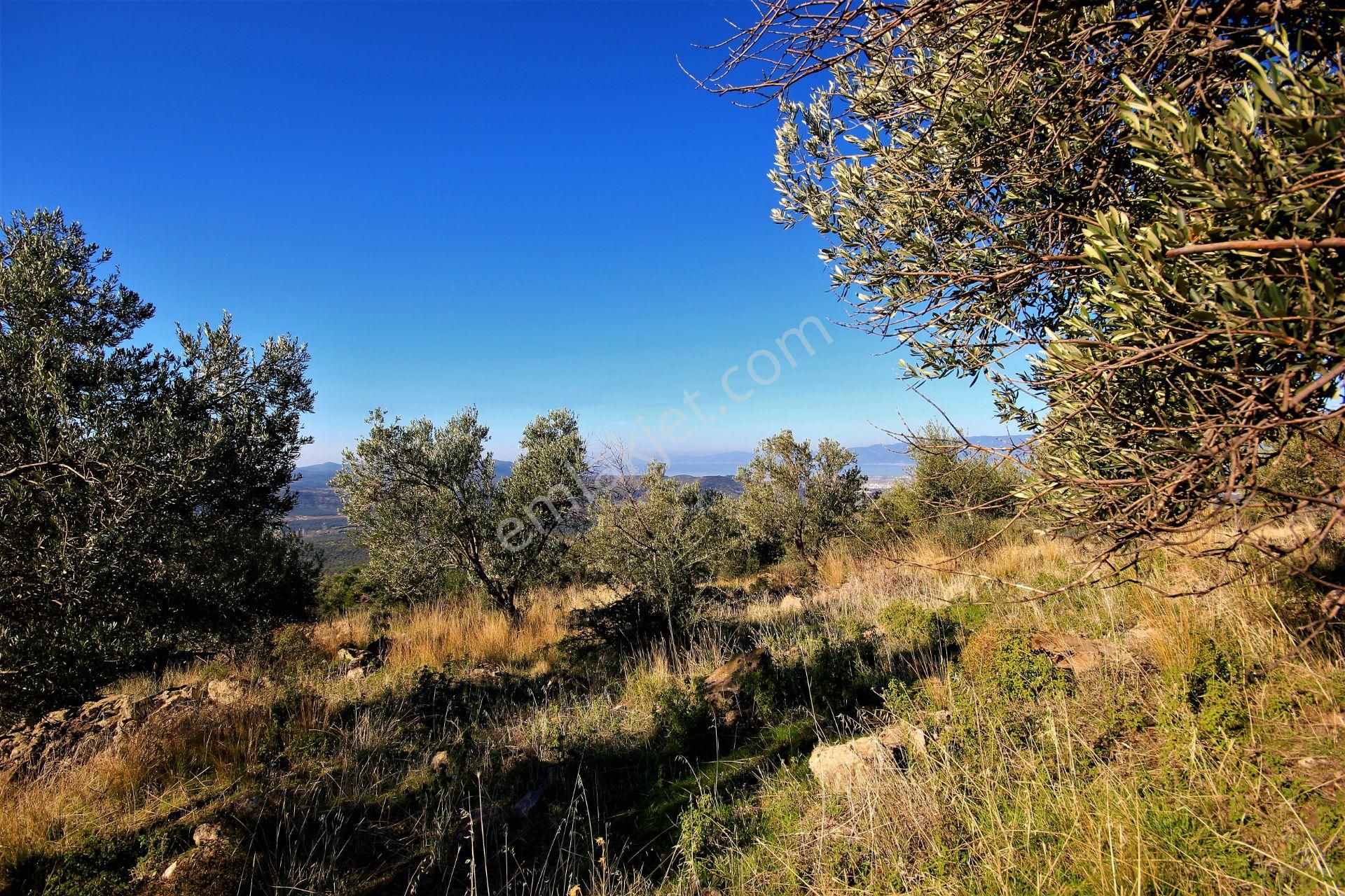 🌿 Aktiften Burhaniye Bahadınlı'da Kadastrolu Yola Cephe 25.120m2 Zeytinlik 🌿 - Görsel 15