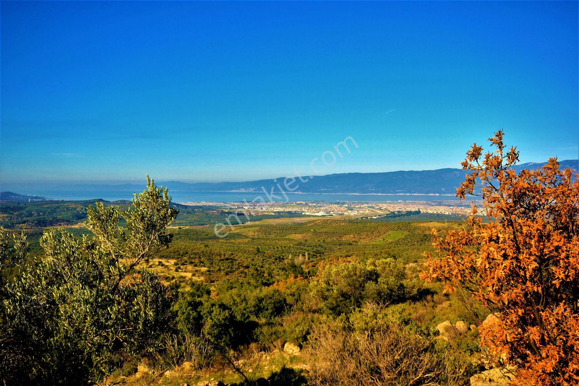 🌿 Aktiften Burhaniye Bahadınlı'da Kadastrolu Yola Cephe 25.120m2 Zeytinlik 🌿 - Görsel 20
