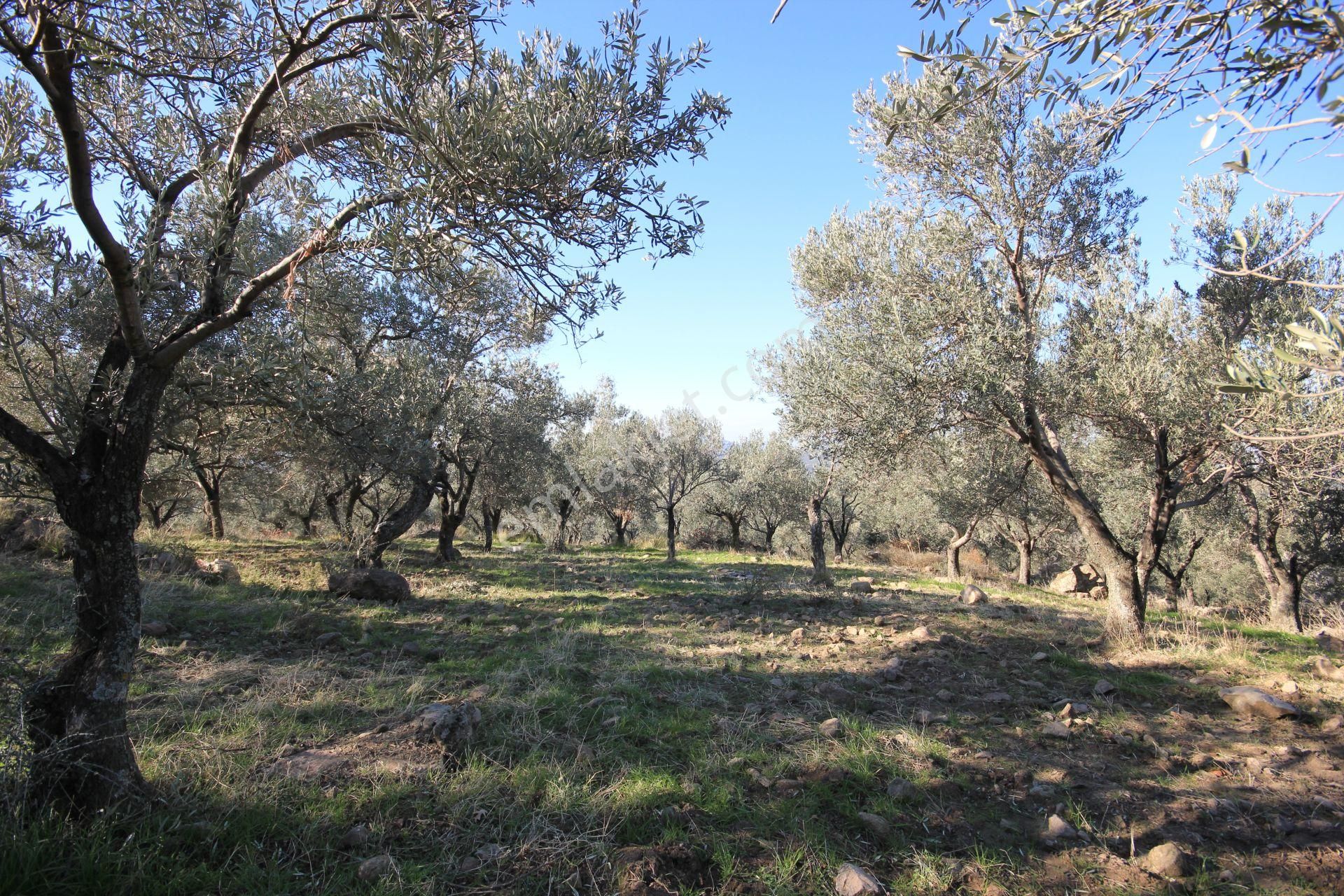 🌿 Aktiften Burhaniye Bahadınlı'da Kadastrolu Yola Cephe 25.120m2 Zeytinlik 🌿 - Görsel 28