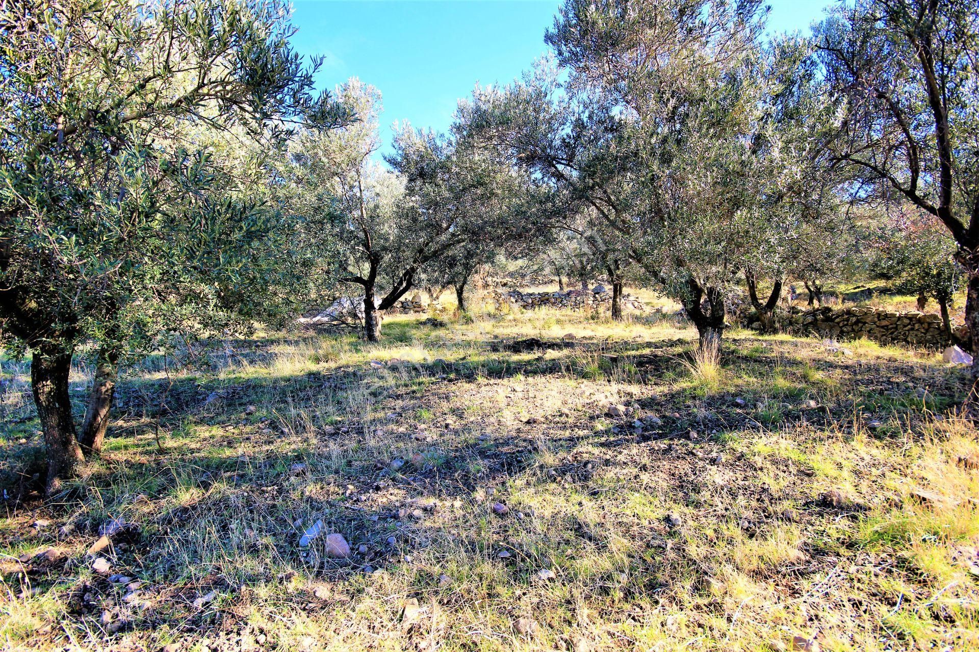 🌿 Aktiften Burhaniye Bahadınlı'da Kadastrolu Yola Cephe 25.120m2 Zeytinlik 🌿