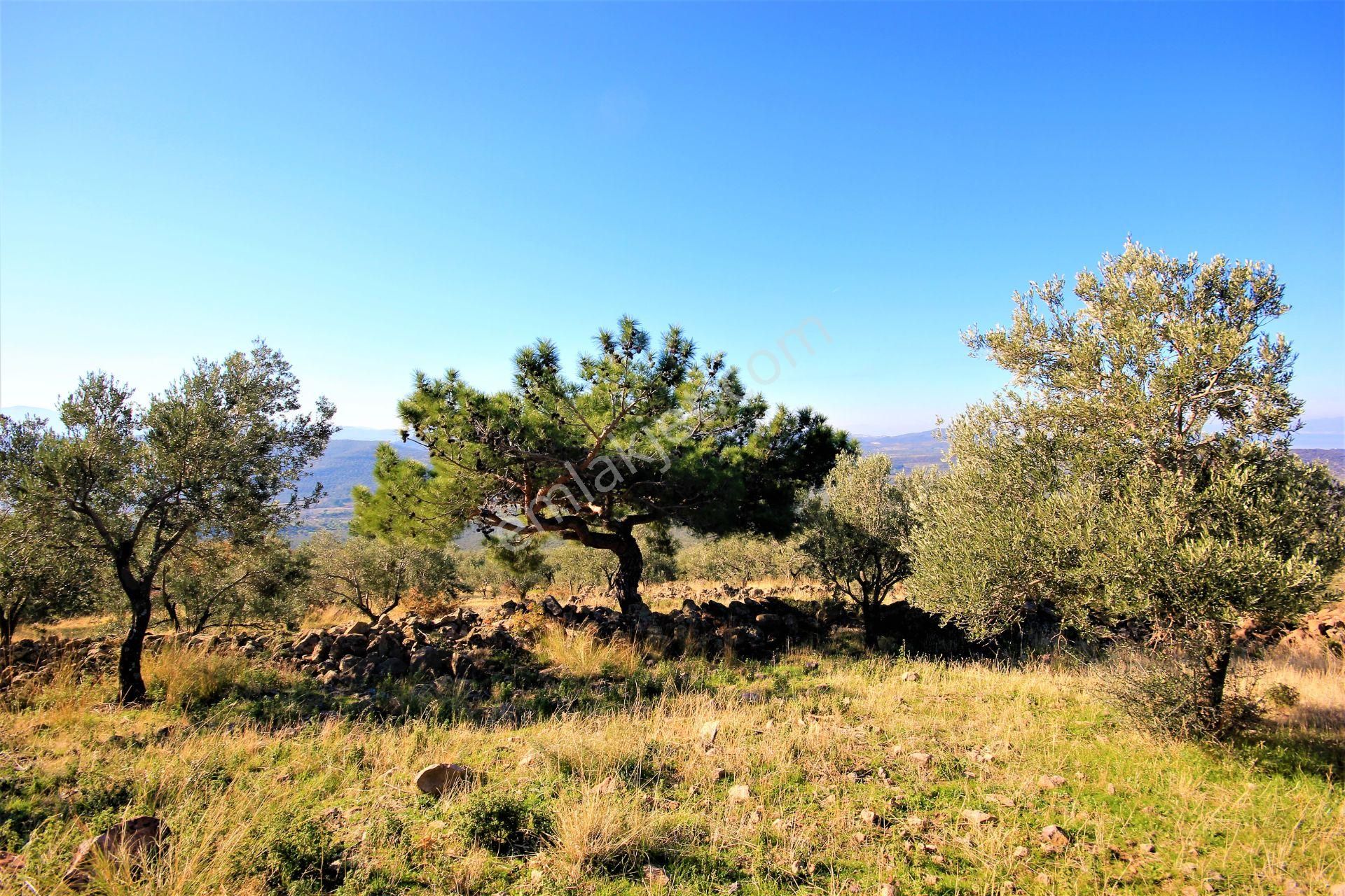 🌿 Aktiften Burhaniye Bahadınlı'da Kadastrolu Yola Cephe 25.120m2 Zeytinlik 🌿 - Görsel 5