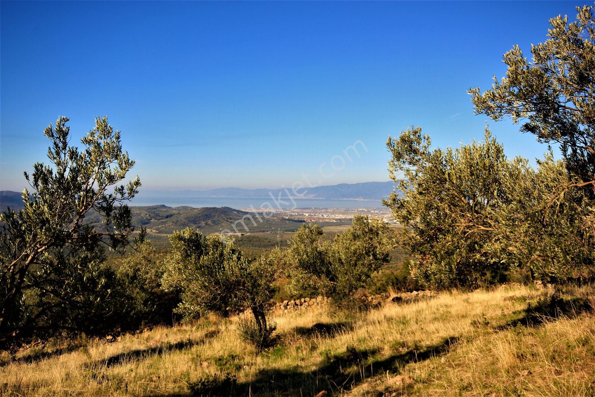 🌿 Aktiften Burhaniye Bahadınlı'da Kadastrolu Yola Cephe 25.120m2 Zeytinlik 🌿 - Görsel 17