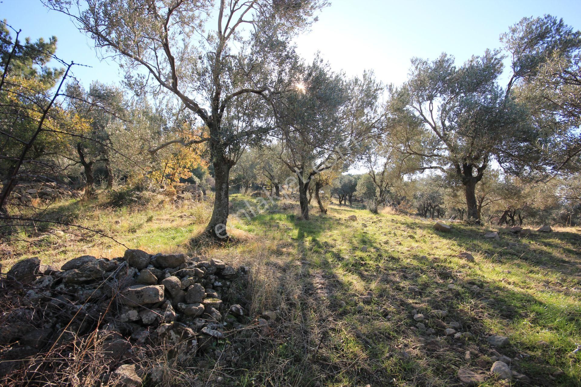 🌿 Aktiften Burhaniye Bahadınlı'da Kadastrolu Yola Cephe 25.120m2 Zeytinlik 🌿 - Görsel 30