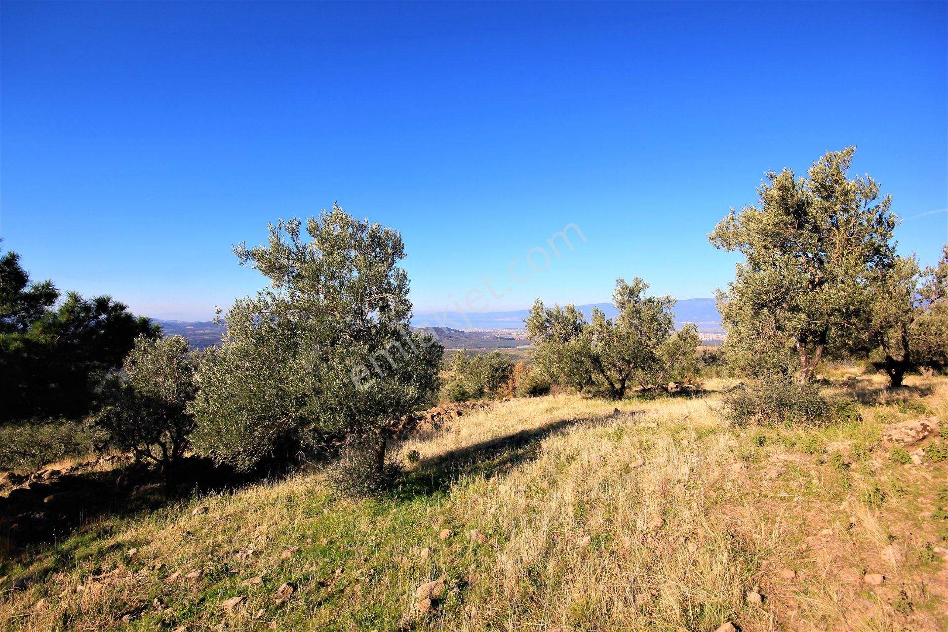 🌿 Aktiften Burhaniye Bahadınlı'da Kadastrolu Yola Cephe 25.120m2 Zeytinlik 🌿 - Görsel 4