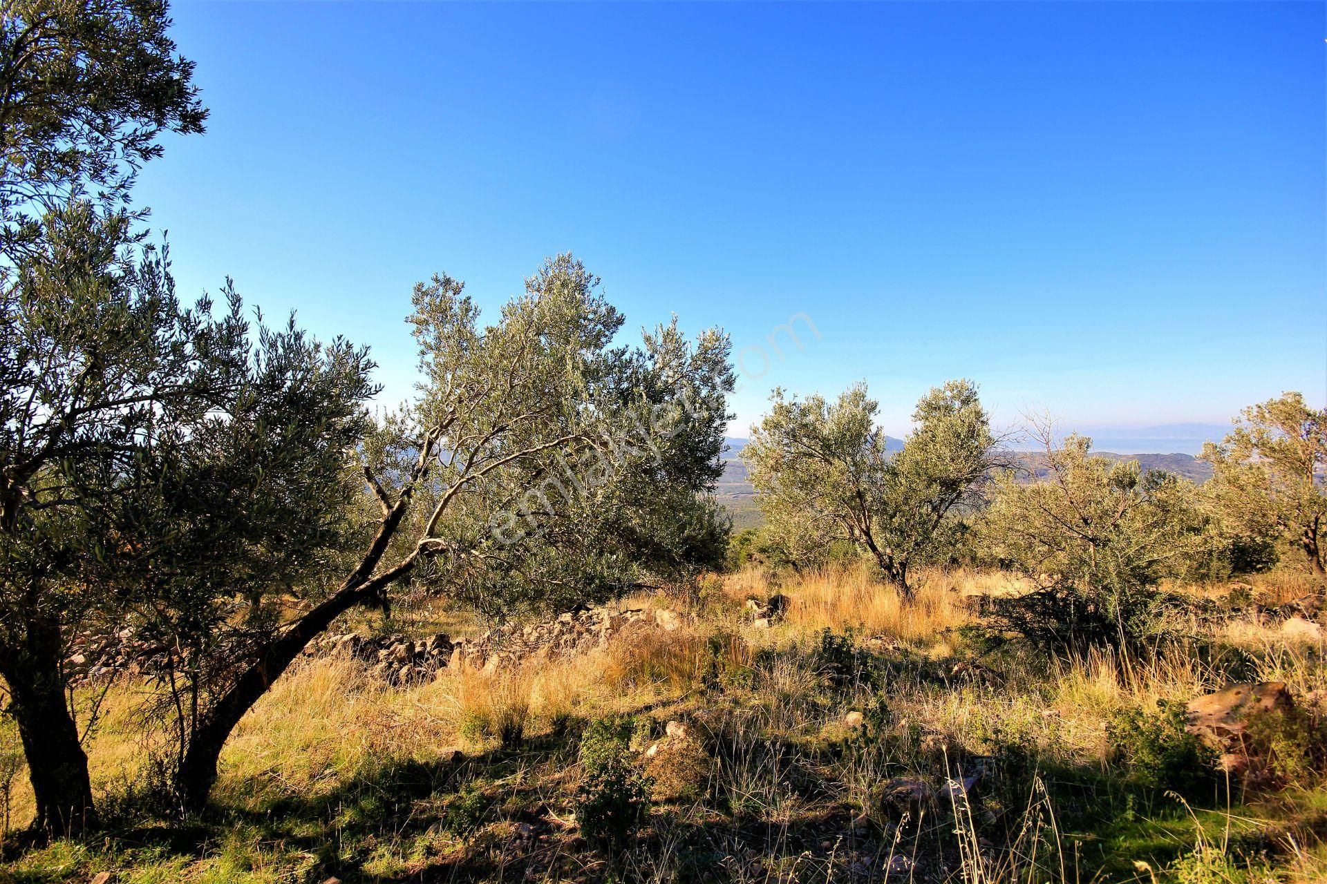 🌿 Aktiften Burhaniye Bahadınlı'da Kadastrolu Yola Cephe 25.120m2 Zeytinlik 🌿 - Görsel 16