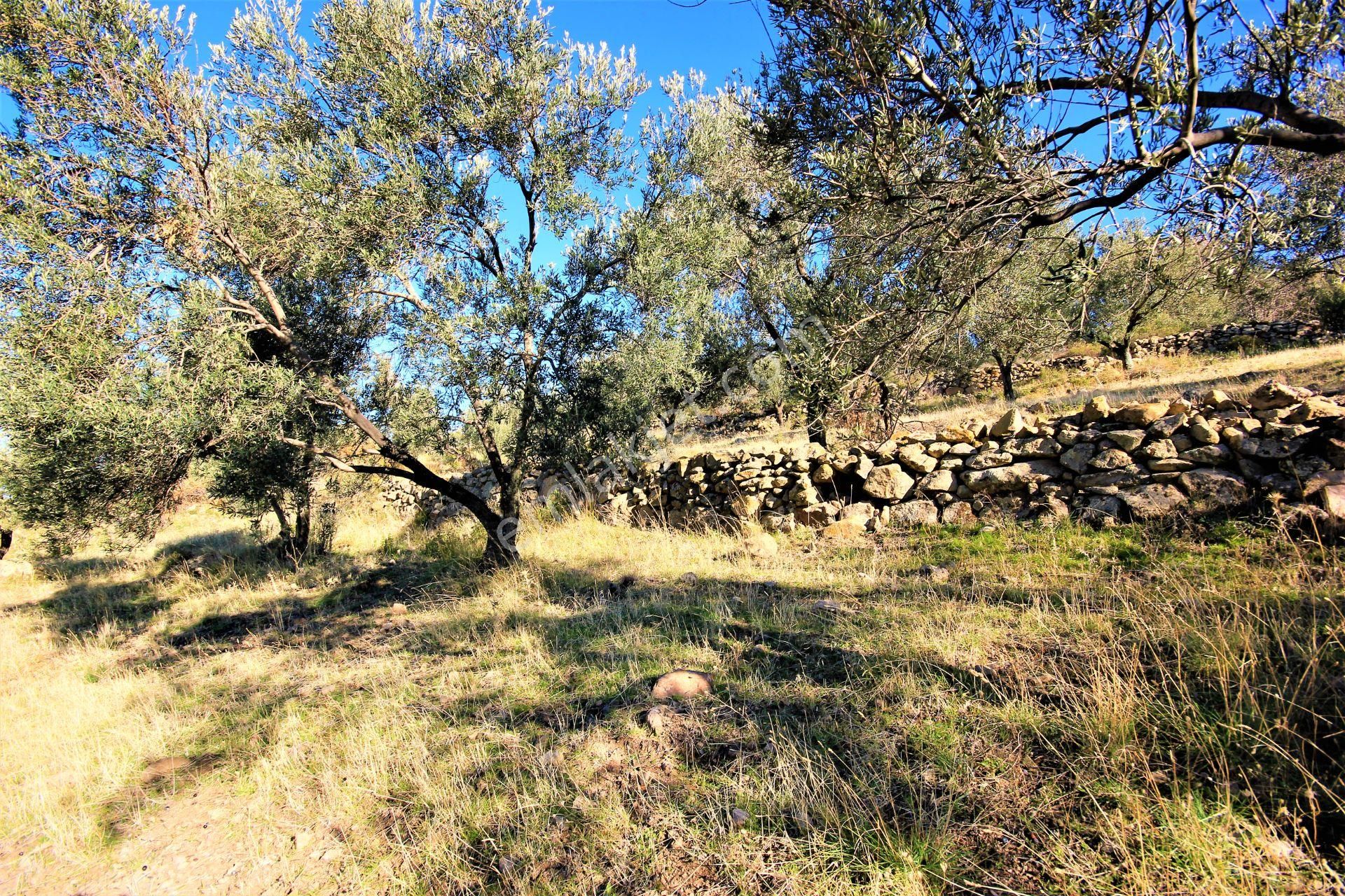 🌿 Aktiften Burhaniye Bahadınlı'da Kadastrolu Yola Cephe 25.120m2 Zeytinlik 🌿 - Görsel 10