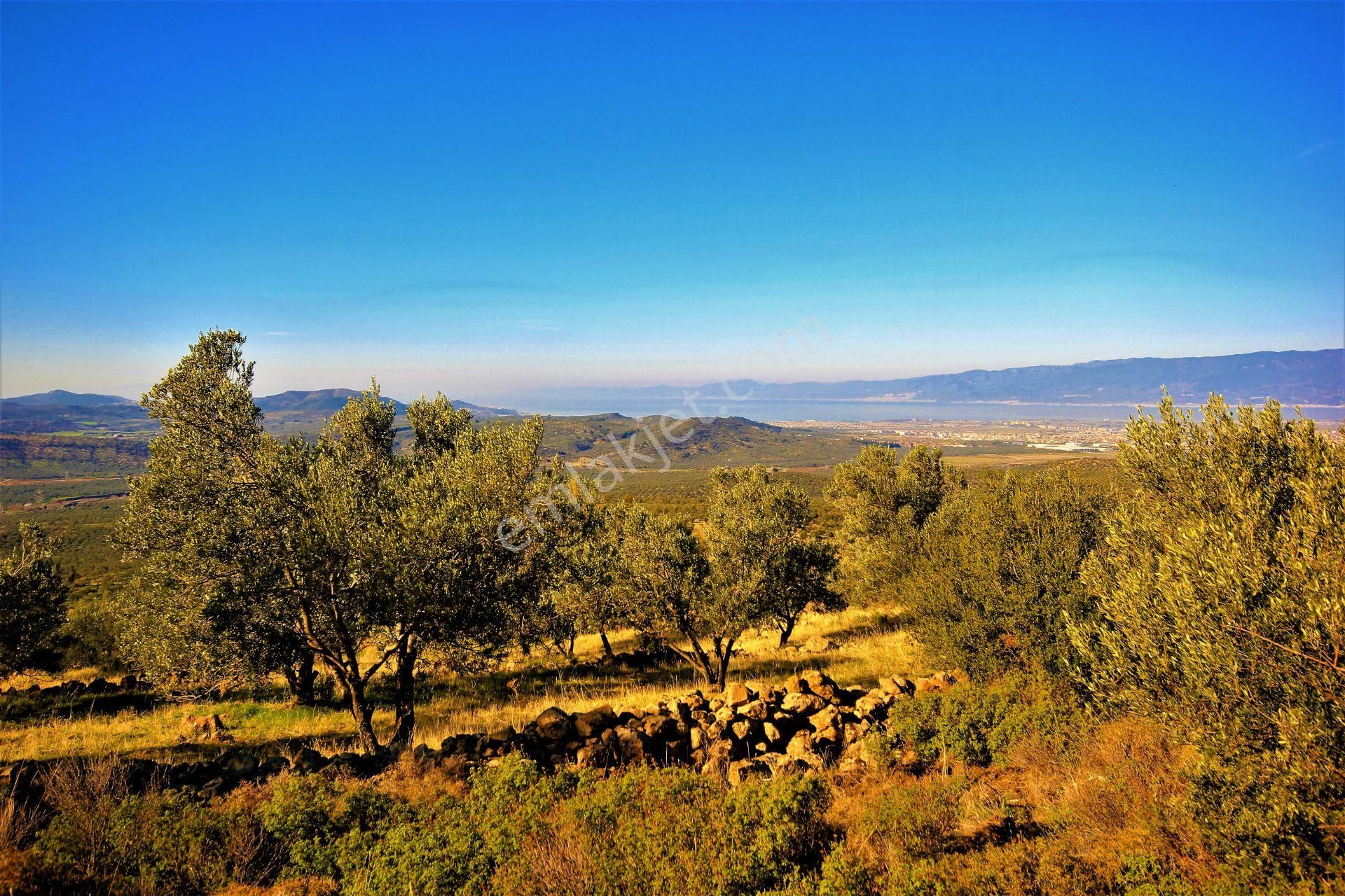 🌿 Aktiften Burhaniye Bahadınlı'da Kadastrolu Yola Cephe 25.120m2 Zeytinlik 🌿 - Görsel 24