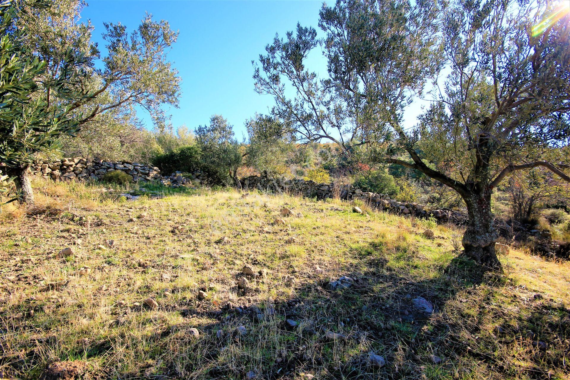 🌿 Aktiften Burhaniye Bahadınlı'da Kadastrolu Yola Cephe 25.120m2 Zeytinlik 🌿 - Görsel 2
