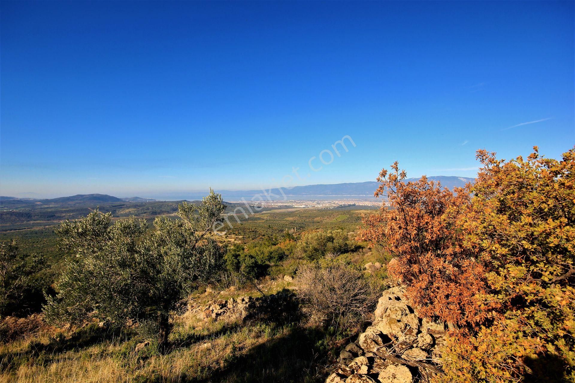 🌿 Aktiften Burhaniye Bahadınlı'da Kadastrolu Yola Cephe 25.120m2 Zeytinlik 🌿 - Görsel 21