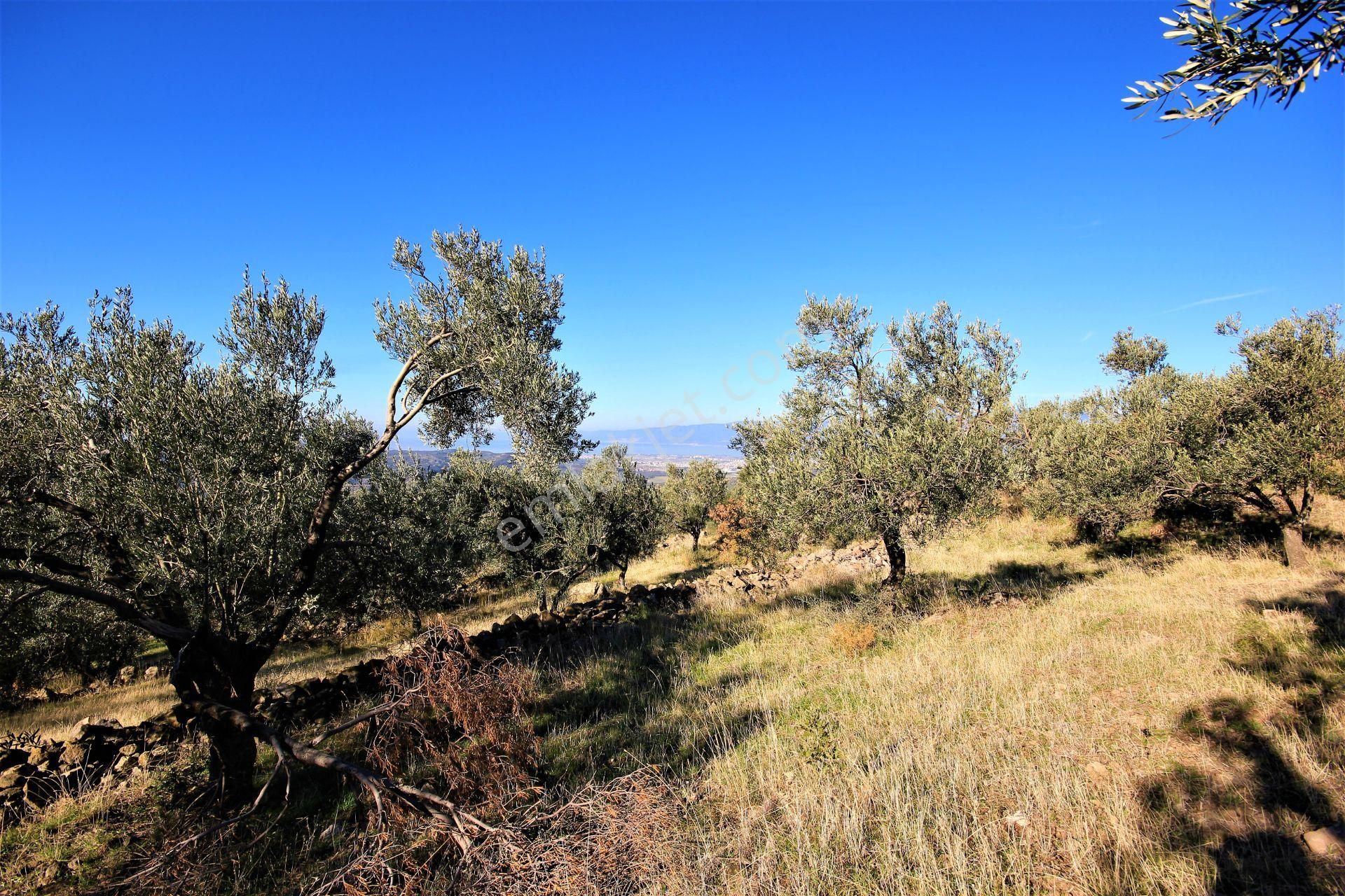🌿 Aktiften Burhaniye Bahadınlı'da Kadastrolu Yola Cephe 25.120m2 Zeytinlik 🌿 - Görsel 12