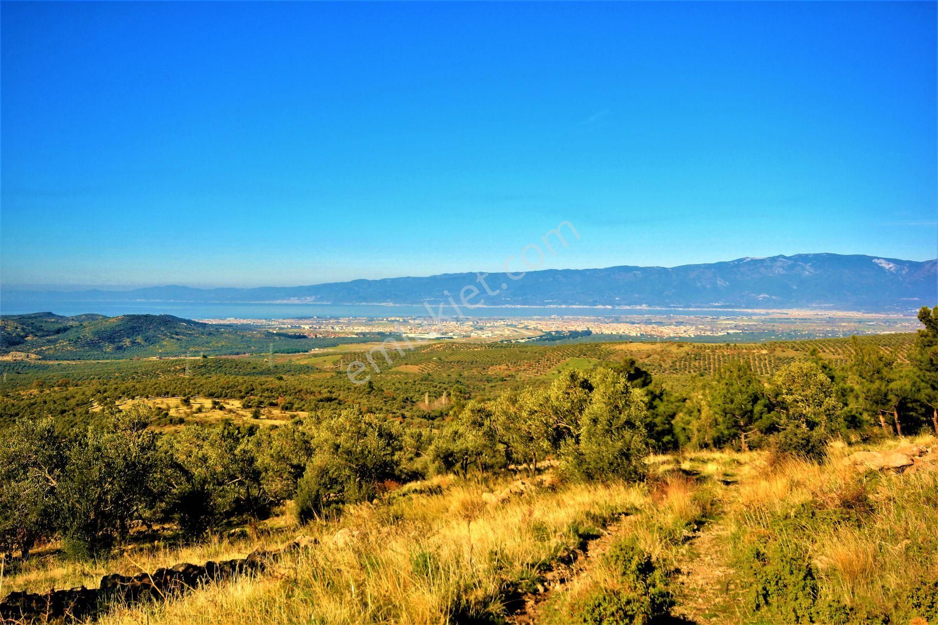 🌿 Aktiften Burhaniye Bahadınlı'da Kadastrolu Yola Cephe 25.120m2 Zeytinlik 🌿 - Görsel 26