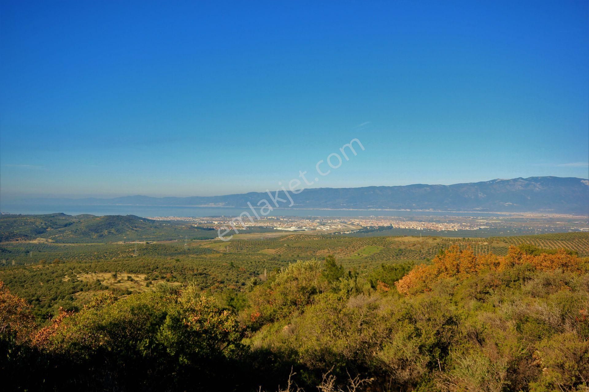 🌿 Aktiften Burhaniye Bahadınlı'da Kadastrolu Yola Cephe 25.120m2 Zeytinlik 🌿 - Görsel 23