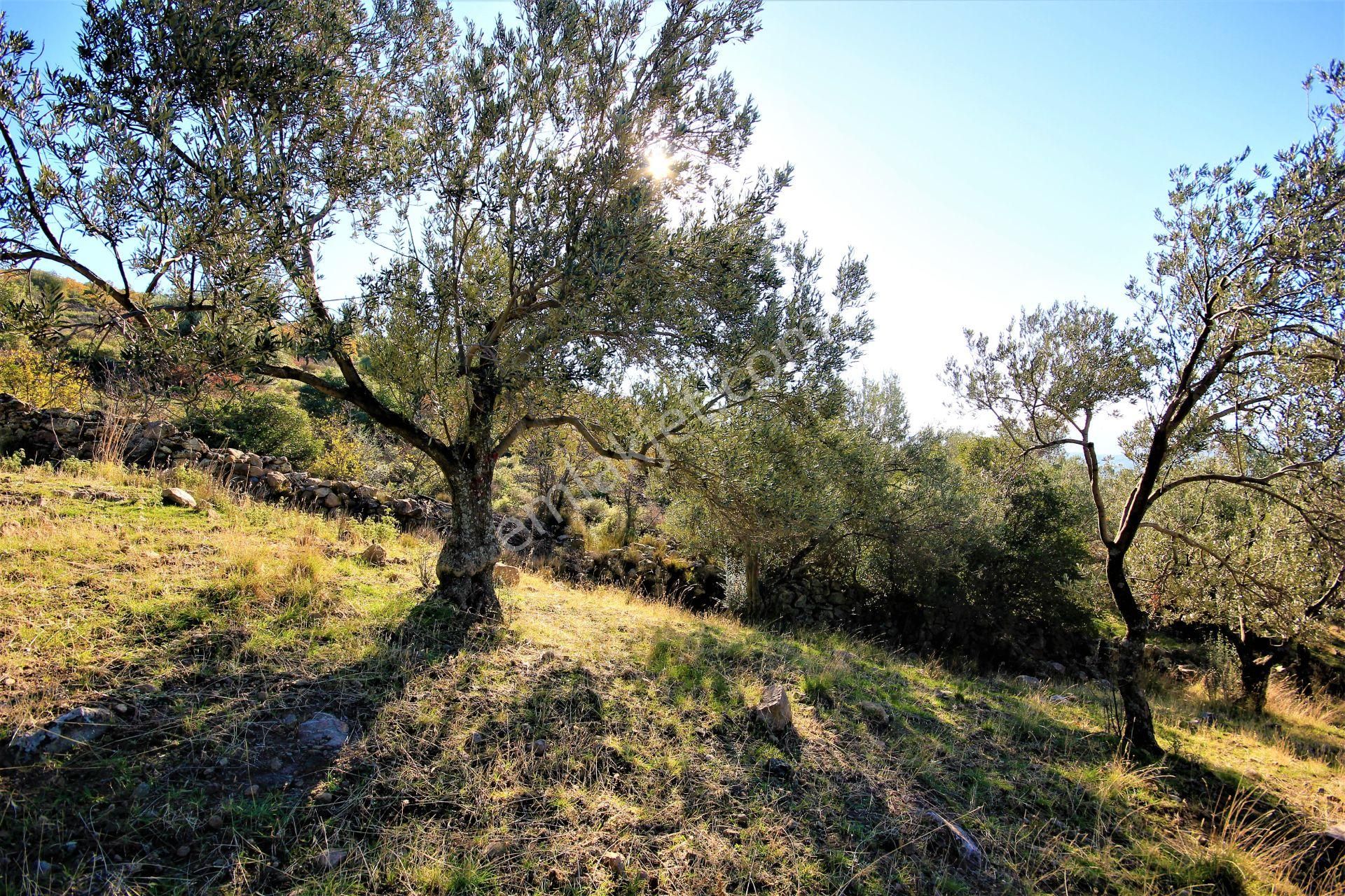 🌿 Aktiften Burhaniye Bahadınlı'da Kadastrolu Yola Cephe 25.120m2 Zeytinlik 🌿 - Görsel 14