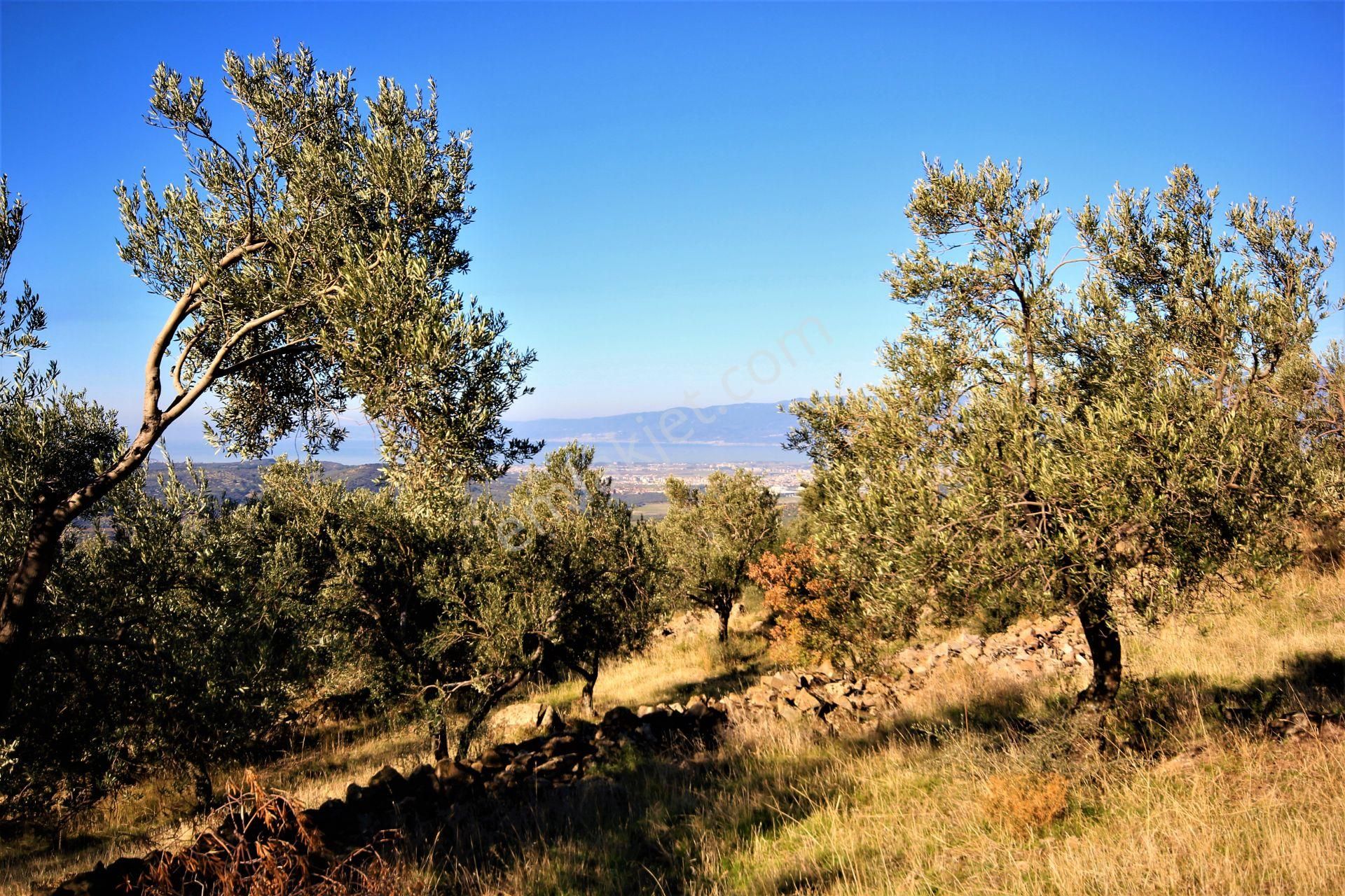 🌿 Aktiften Burhaniye Bahadınlı'da Kadastrolu Yola Cephe 25.120m2 Zeytinlik 🌿 - Görsel 11