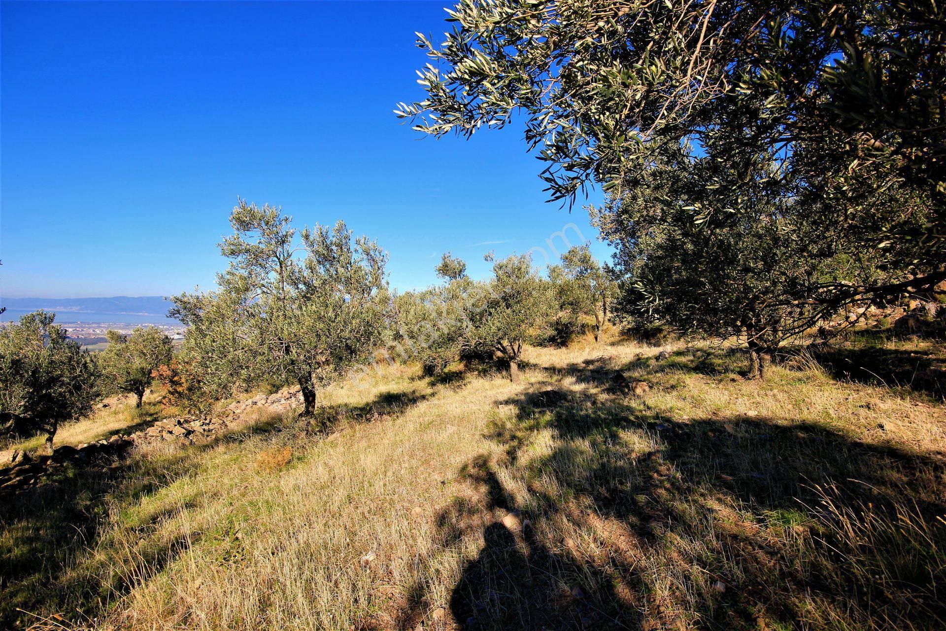 🌿 Aktiften Burhaniye Bahadınlı'da Kadastrolu Yola Cephe 25.120m2 Zeytinlik 🌿 - Görsel 13