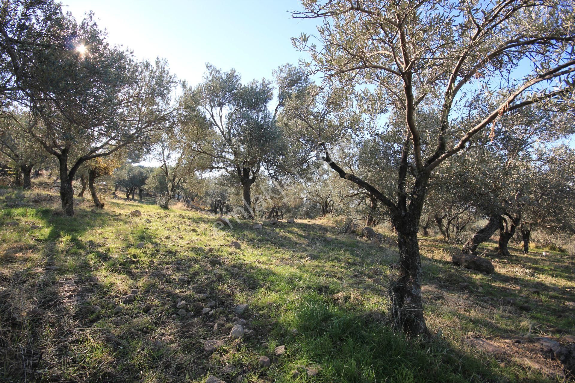 🌿 Aktiften Burhaniye Bahadınlı'da Kadastrolu Yola Cephe 25.120m2 Zeytinlik 🌿 - Görsel 29