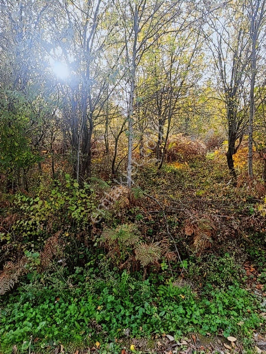 1.130.m2 İnebolu Liman Ve Deniz Manzaralı Satilik Arsa - Görsel 7