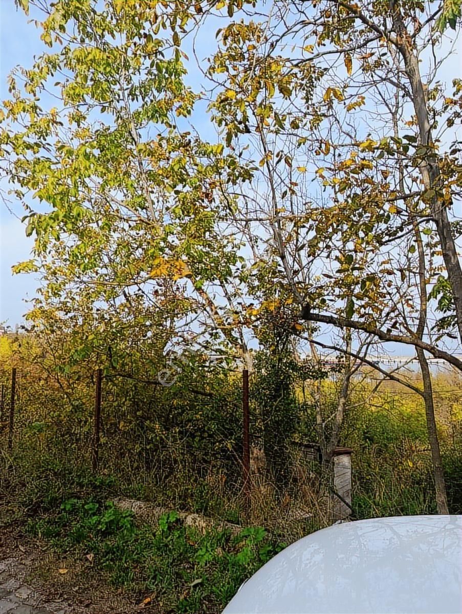 1.130.m2 İnebolu Liman Ve Deniz Manzaralı Satilik Arsa - Görsel 8