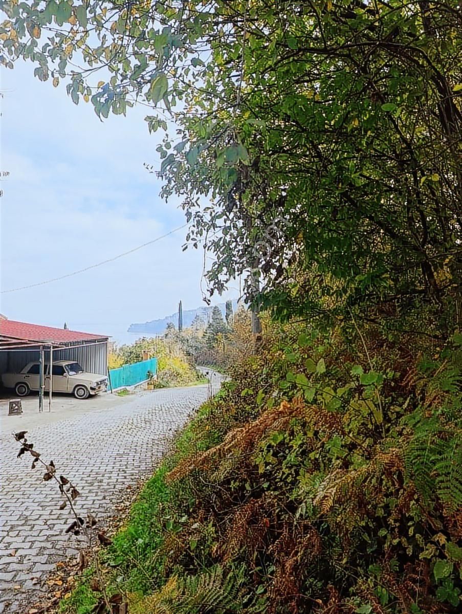 1.130.m2 İnebolu Liman Ve Deniz Manzaralı Satilik Arsa