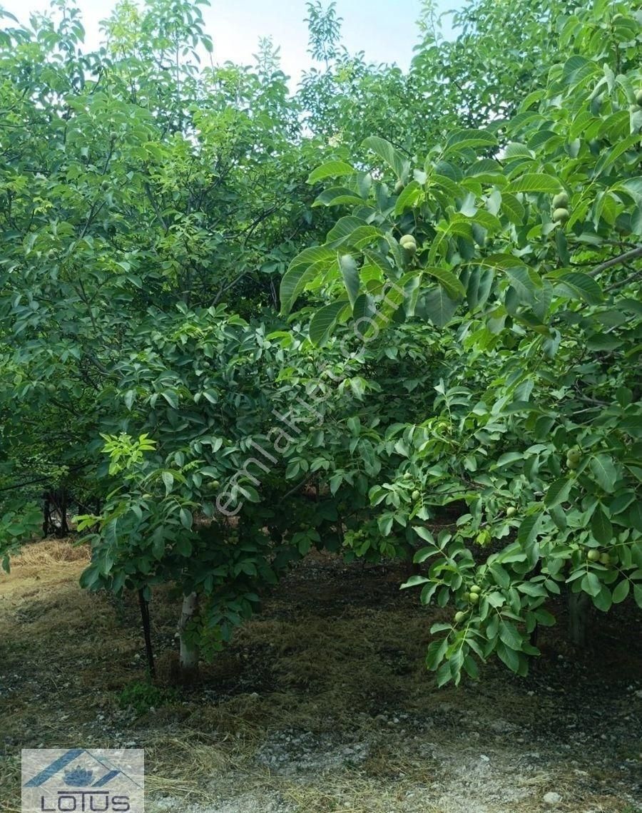 Satılık Ceviz Bahçesi Yol Su Elektrik Kullanıma Hazır - Görsel 5