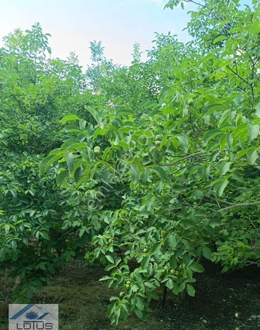 Satılık Ceviz Bahçesi Yol Su Elektrik Kullanıma Hazır