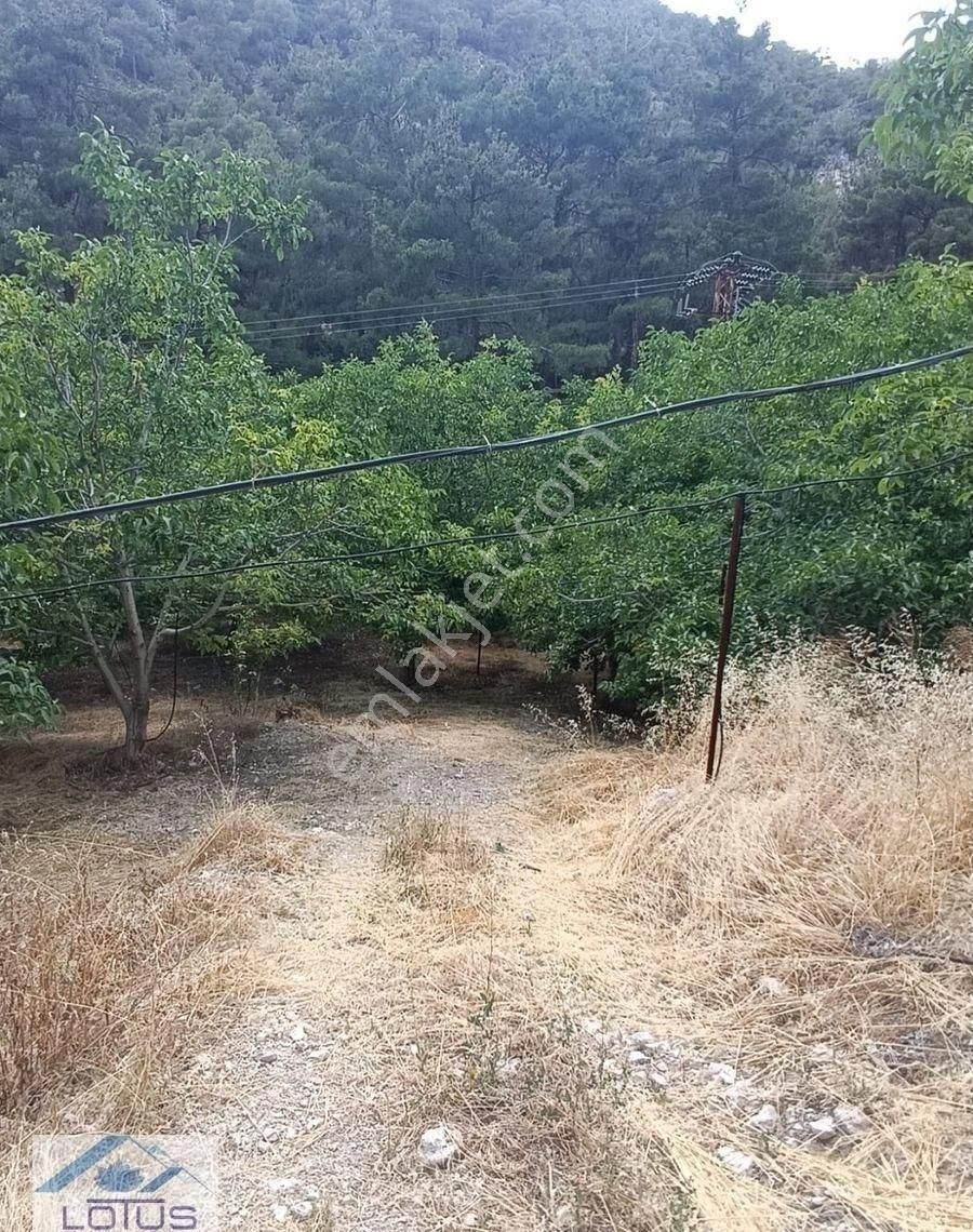 Satılık Ceviz Bahçesi Yol Su Elektrik Kullanıma Hazır - Görsel 9