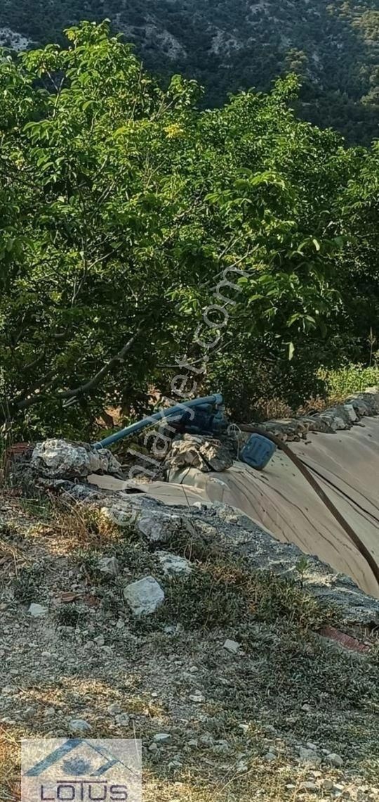 Satılık Ceviz Bahçesi Yol Su Elektrik Kullanıma Hazır - Görsel 12