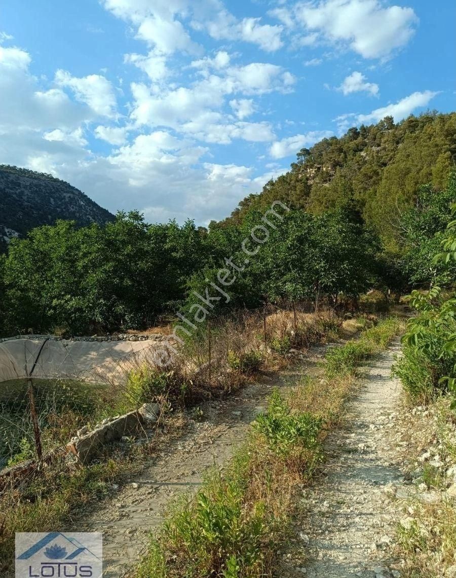 Satılık Ceviz Bahçesi Yol Su Elektrik Kullanıma Hazır - Görsel 10
