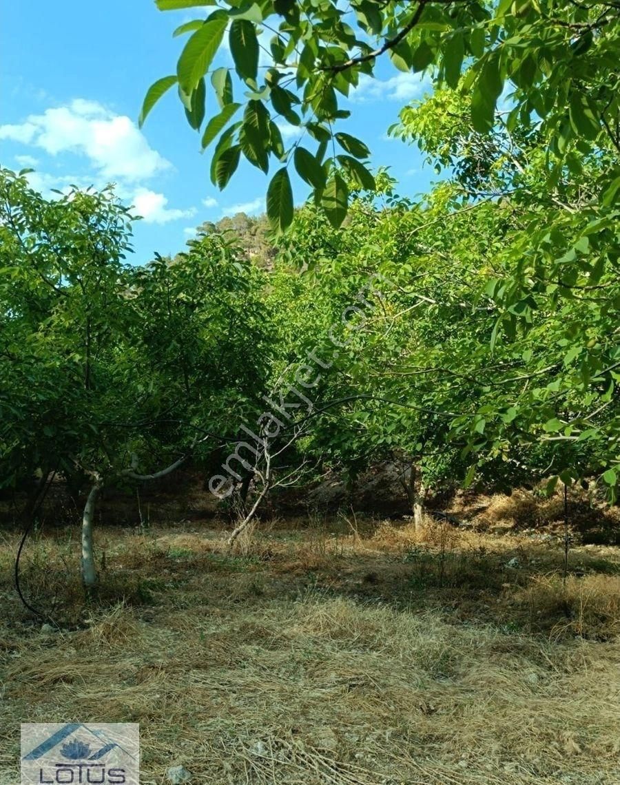 Satılık Ceviz Bahçesi Yol Su Elektrik Kullanıma Hazır - Görsel 14