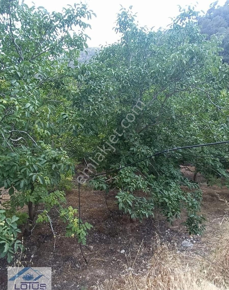 Satılık Ceviz Bahçesi Yol Su Elektrik Kullanıma Hazır - Görsel 3