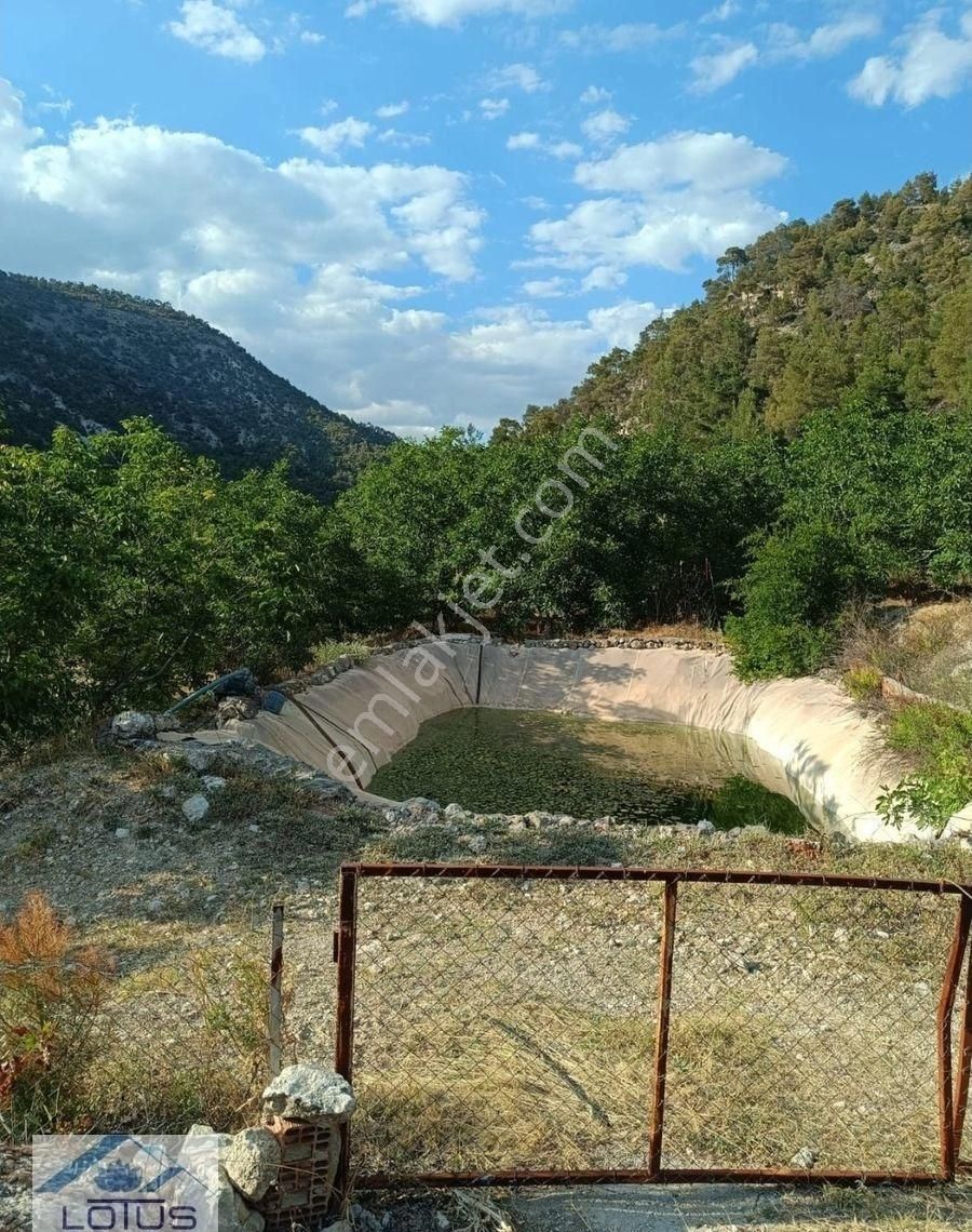 Satılık Ceviz Bahçesi Yol Su Elektrik Kullanıma Hazır - Görsel 4