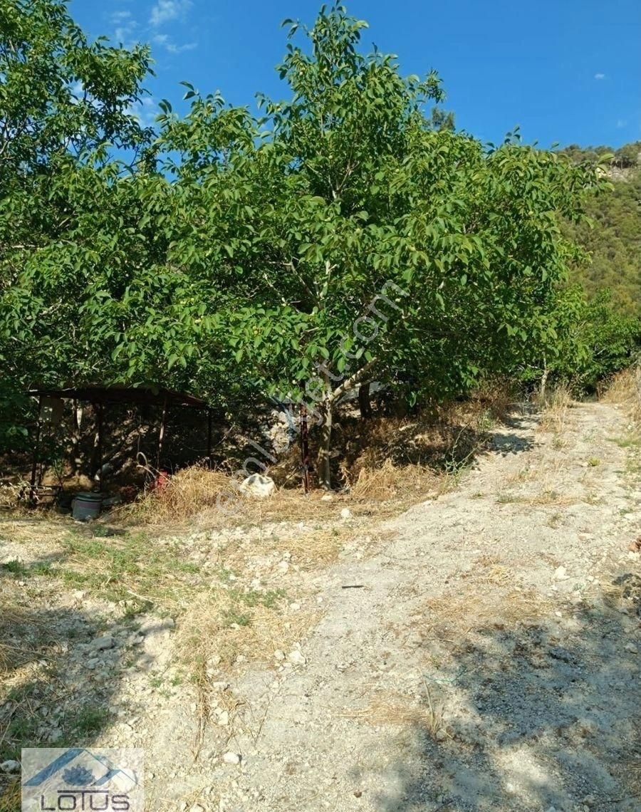 Satılık Ceviz Bahçesi Yol Su Elektrik Kullanıma Hazır - Görsel 2