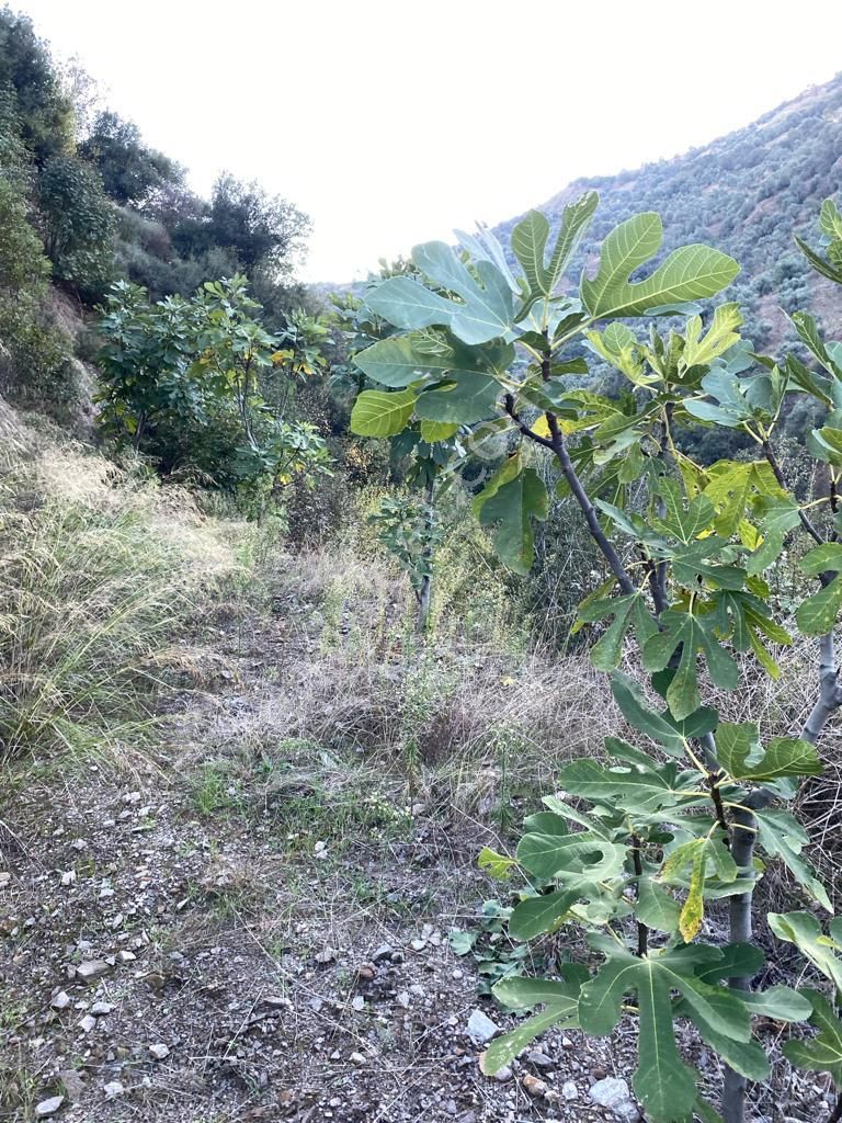 Hasköy Mahallesinde Satılık 11 Dönüm Zeytinlik - Görsel 4