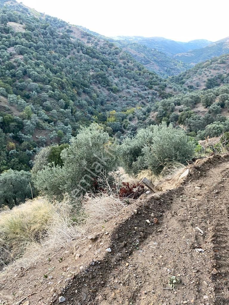 Hasköy Mahallesinde Satılık 11 Dönüm Zeytinlik - Görsel 14