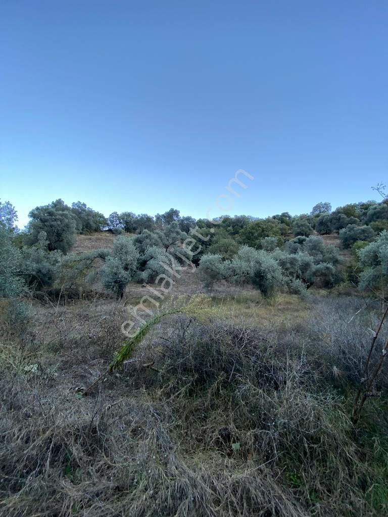 Hasköy Mahallesinde Satılık 11 Dönüm Zeytinlik - Görsel 15