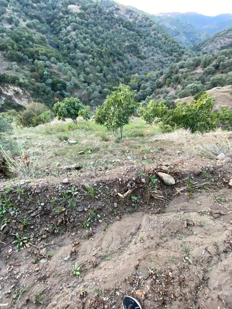 Hasköy Mahallesinde Satılık 11 Dönüm Zeytinlik