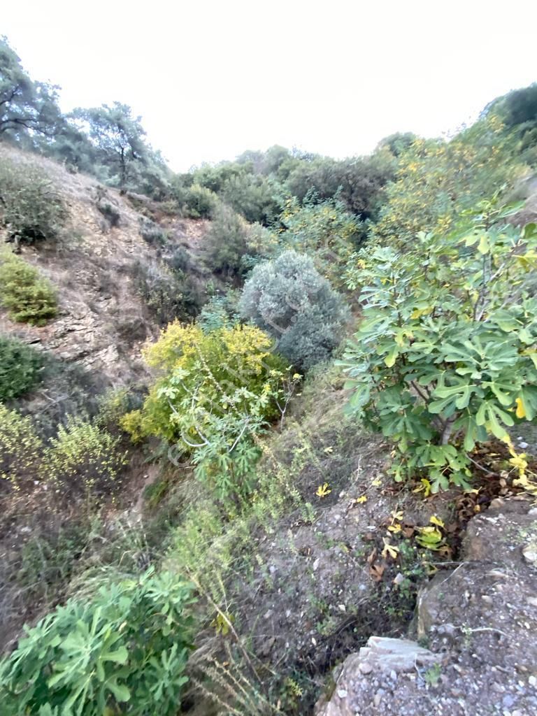 Hasköy Mahallesinde Satılık 11 Dönüm Zeytinlik - Görsel 5