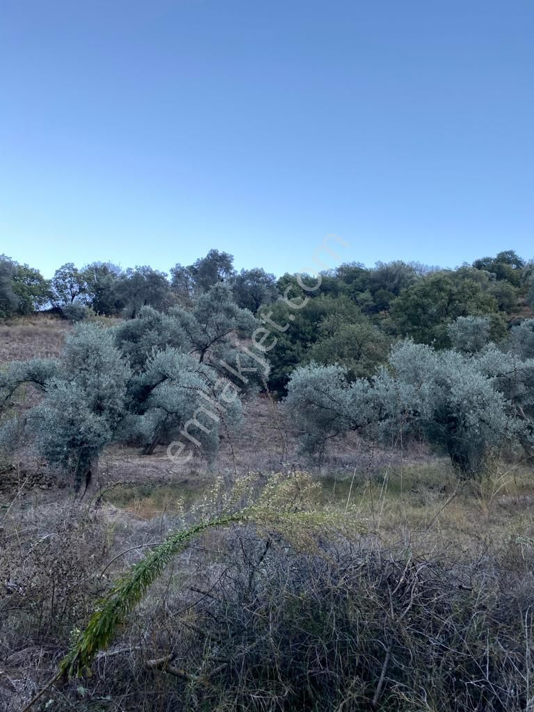 Hasköy Mahallesinde Satılık 11 Dönüm Zeytinlik - Görsel 17