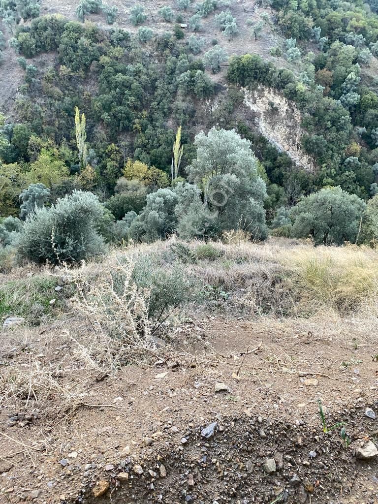 Hasköy Mahallesinde Satılık 11 Dönüm Zeytinlik - Görsel 13