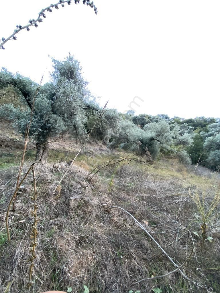 Hasköy Mahallesinde Satılık 11 Dönüm Zeytinlik - Görsel 18